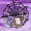 画像5: Halloween Popuri with Spiderweb Ornament (5)